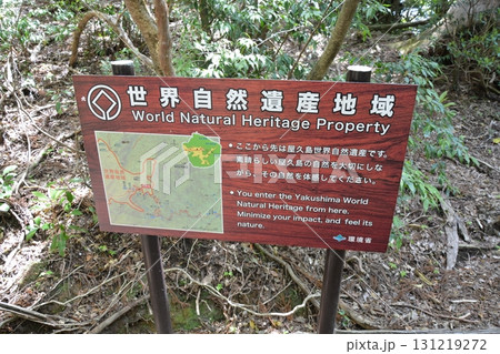 美しい屋久杉 美しい屋久杉 131219272