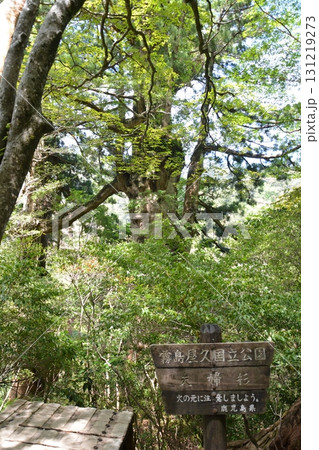 美しい屋久杉 美しい屋久杉 131219273