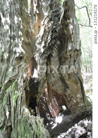 美しい屋久杉 131219278