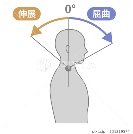 頸部、首の可動域 ROMイラスト 頸部、首の可動域 ROMイラスト 131219574