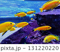 黄色い鮮やかな熱帯魚 131220220