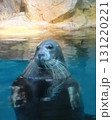 水中から顔を出すアザラシ 131220221