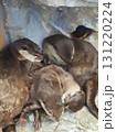 身を寄せ合ってお昼寝するコツメカワウソたち 131220224