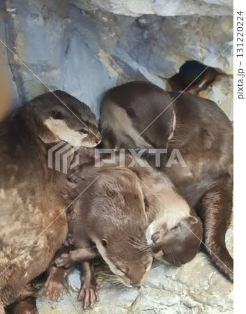 身を寄せ合ってお昼寝するコツメカワウソたち 身を寄せ合ってお昼寝するコツメカワウソたち 131220224