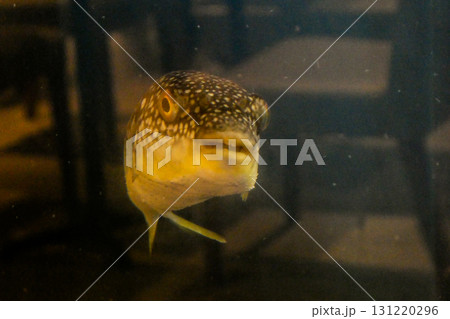 デパートの食品売り場の水槽で飼われていたかわいいフグ 131220296