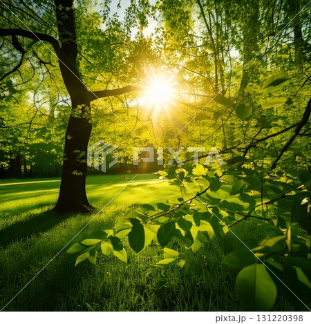 爽やかで明るい木漏れ日の瞬間を切り取った作品 131220398