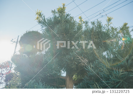 Japanese Gardener Japanese Gardener 131220725