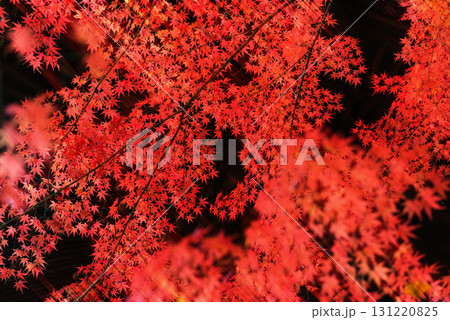 紅葉したモミジ 紅葉したモミジ 131220825