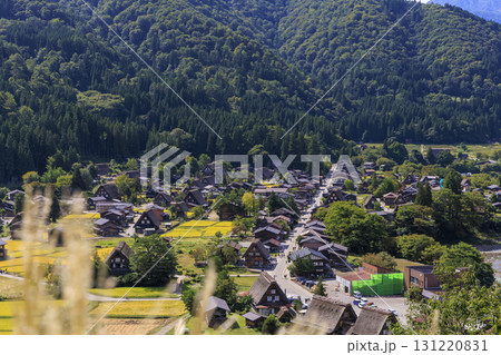 白川郷の合掌造り集落と黄金色の稲穂 秋の田園風景 白川郷の合掌造り集落と黄金色の稲穂 秋の田園風景 131220831