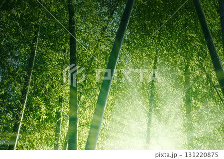光さす竹林 131220875