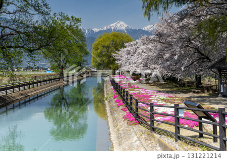 桜咲き常念岳を仰ぐ安曇野の春景色 桜咲き常念岳を仰ぐ安曇野の春景色 131221214