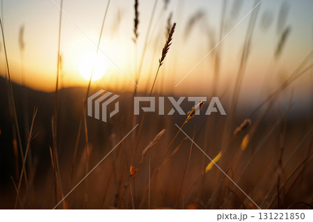 Golden Sunset Over a Field of Grass With Silhouetted Blades Dancing in the Gentle Breeze Golden Sunset Over a Field of Grass With Silhouetted Blades Dancing in the Gentle Breeze 131221850
