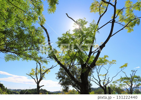樹木　太陽　青空 131222440
