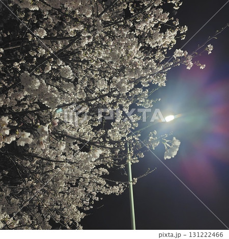 夜桜と街灯の光(埼玉県川越市) 夜桜と街灯の光(埼玉県川越市) 131222466