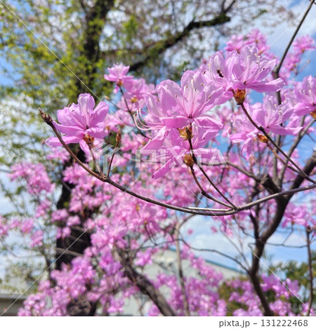 埼玉の春① 埼玉の春① 131222468