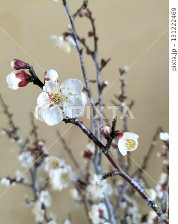 越生の梅花（埼玉県越生市、越生駅にて） 131222469