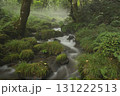 ブナの森　奥大山　木谷沢渓流　天然水のロケ地。 131222513