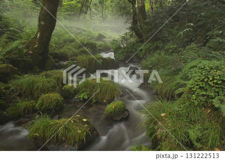 ブナの森 奥大山 木谷沢渓流 天然水のロケ地。 ブナの森 奥大山 木谷沢渓流 天然水のロケ地。 131222513