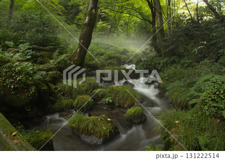 ブナの森 奥大山 木谷沢渓流 天然水のロケ地。 ブナの森 奥大山 木谷沢渓流 天然水のロケ地。 131222514