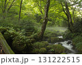 ブナの森　奥大山　木谷沢渓流　天然水のロケ地。 131222515