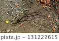 Dry broken branch lying on rocky ground with rustic detail 131222615