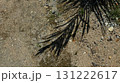 Shadow of tropical palm leaves falling on sandy ground background 131222617