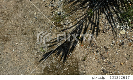 Shadow of tropical palm leaves falling on sandy ground background 131222617