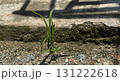 Small green plant sprouting through soil near concrete surface 131222618