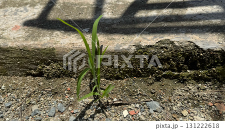 Small green plant sprouting through soil near concrete surface 131222618