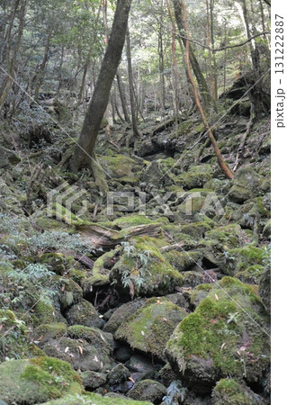 屋久島トレッキングの風景 屋久島トレッキングの風景 131222887