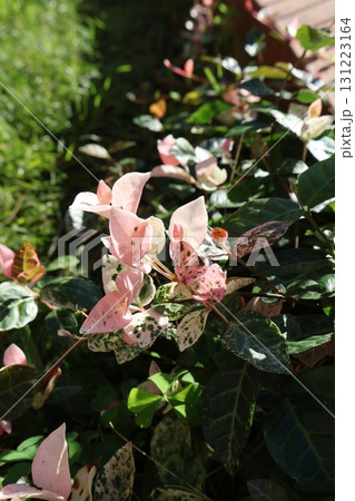 ハツユキカズラのピンクの葉 131223164