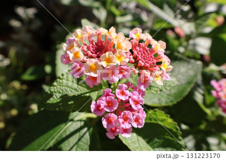 ランタナのピンクの花 131223170