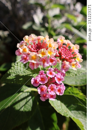 ランタナの可愛い花 ランタナの可愛い花 131223171