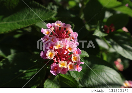 ランタナの可愛い花 131223173