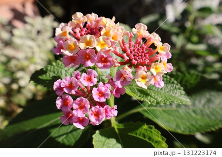 ランタナの可愛い花 131223174