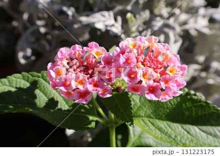 ランタナの可愛い花 131223175