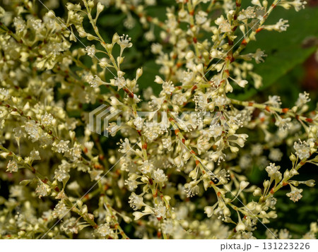 たくさん咲いているイタドリの花(雄花) たくさん咲いているイタドリの花(雄花) 131223226