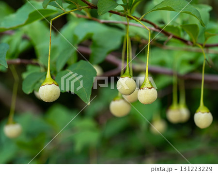 エゴノキの実 131223229