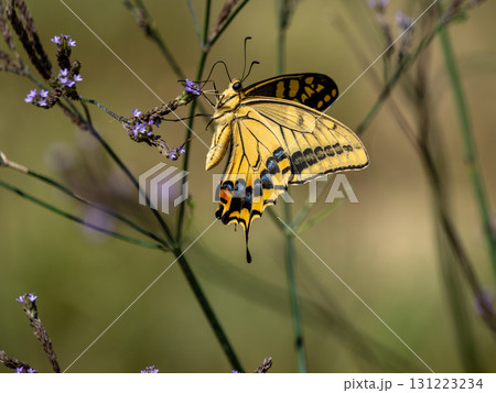 野草の花にとまるキアゲハ 131223234