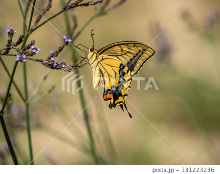 野草の花にとまるキアゲハ 131223236