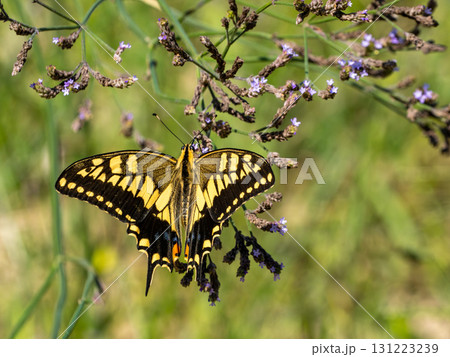 野草の花にとまるキアゲハ 野草の花にとまるキアゲハ 131223239