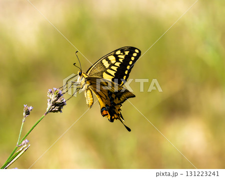 野草の花にとまるキアゲハ 131223241
