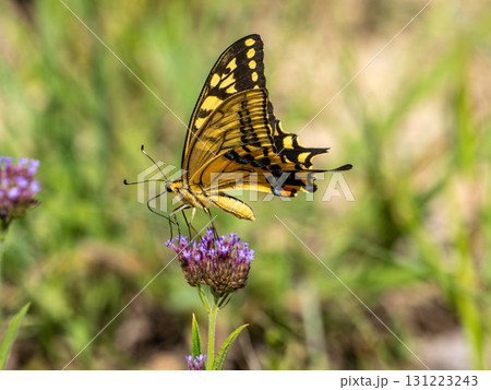 野草の花にとまるキアゲハ 131223243