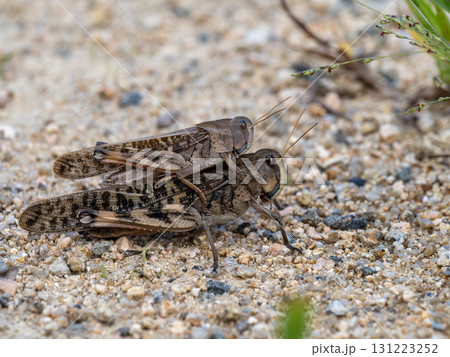 土の上にいる連結したトノサマバッタ 土の上にいる連結したトノサマバッタ 131223252