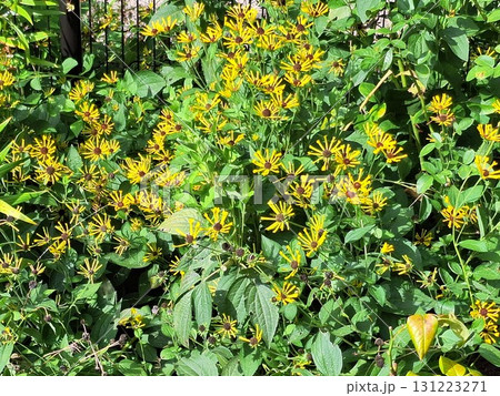 リトルヘンリー6 131223271