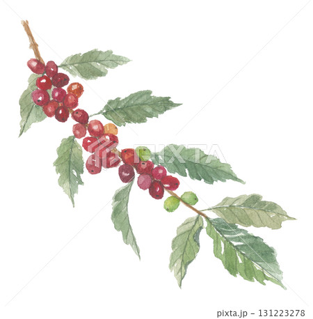 水彩で描いたコーヒーの木　コーヒーノキ 131223278