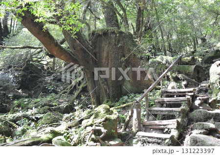 屋久島　神秘的な森の風景 131223397