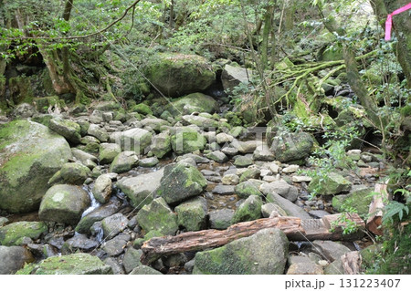 屋久島 神秘的な森の風景 屋久島 神秘的な森の風景 131223407
