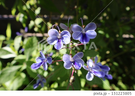 クレロデンドルムの青い小花 131223805