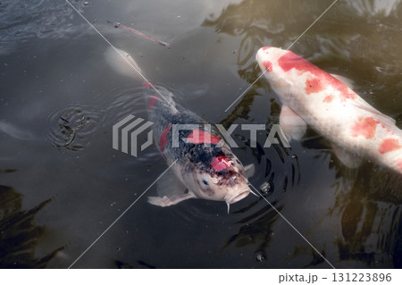 Colorful koi fish in Shukkei-en Japanese garden in Hiroshima, Japan Colorful koi fish in Shukkei-en Japanese garden in Hiroshima, Japan 131223896